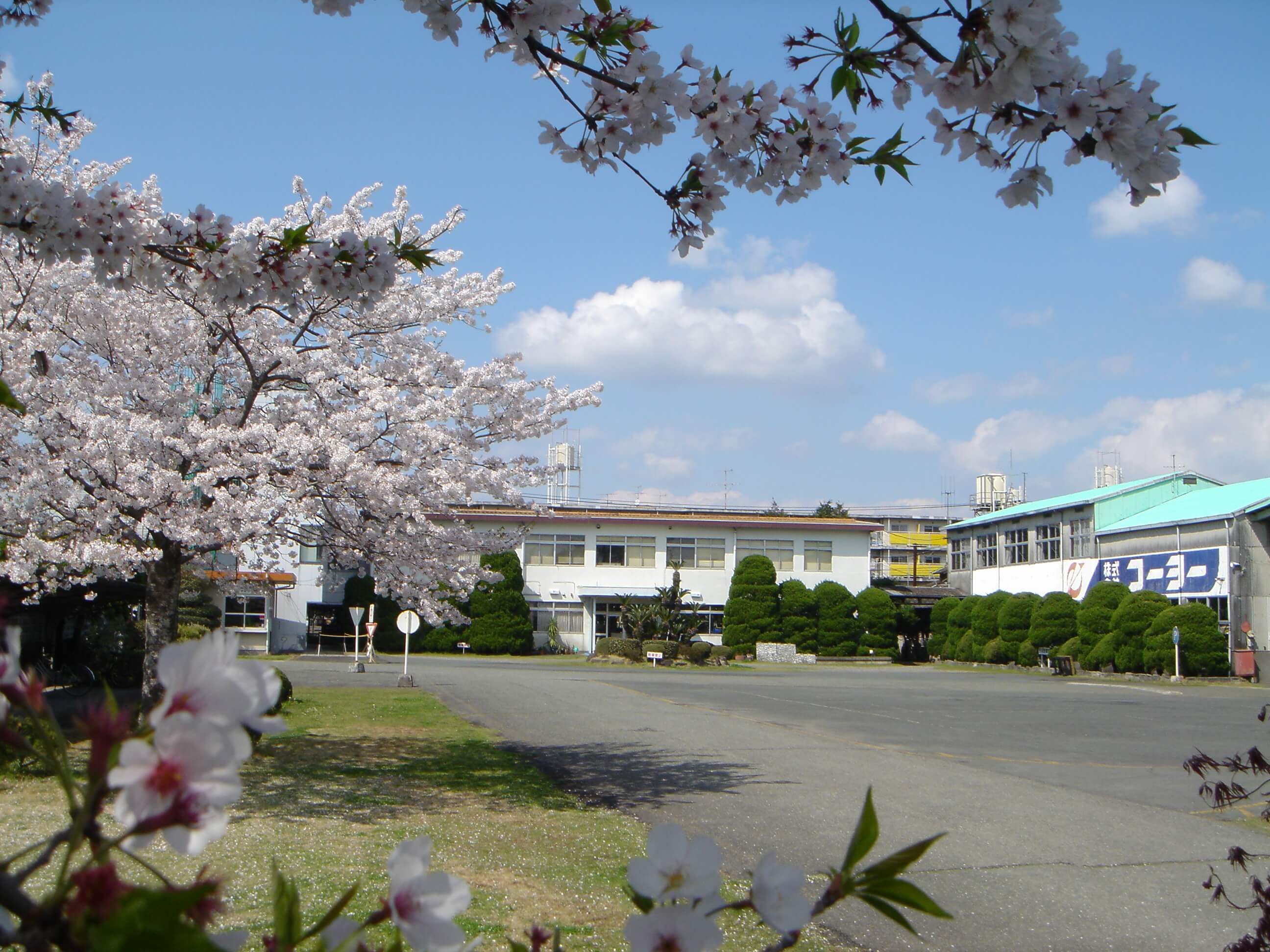 Head Office & Factory surrounded by cherry blossoms